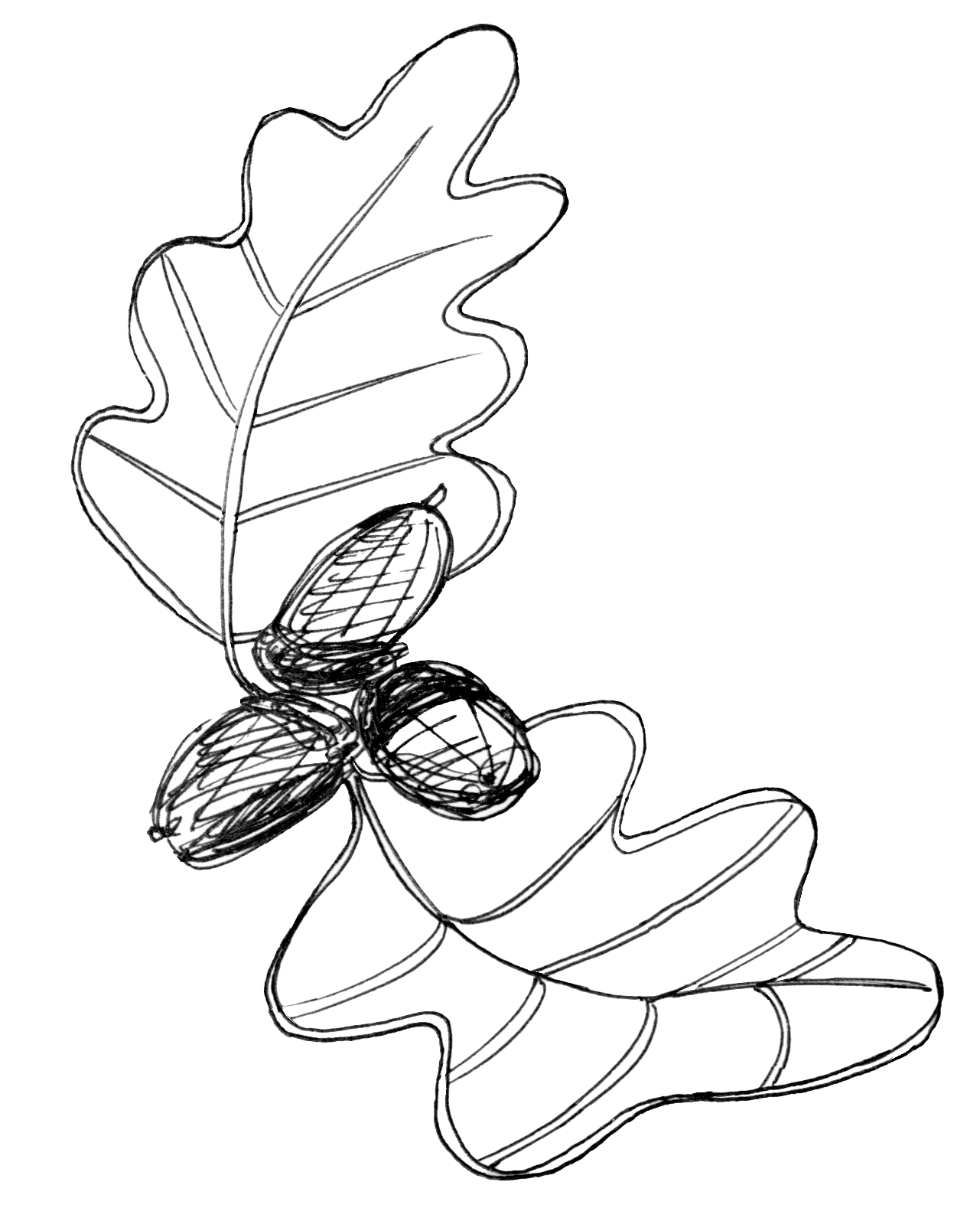 Oak leaf with acorns illustration